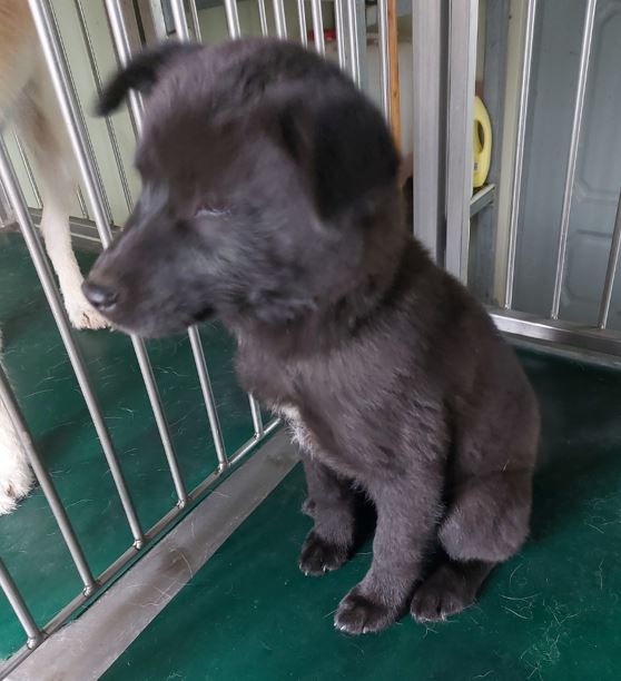 보령시유기동물보호소_444451202300996